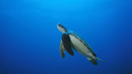 Une tortue verte au large de l'&icirc;le de Fernando De Noronha (Br&eacute;sil). (LUCIANO CANDISANI / MINDEN PICTURES / BIOSPHOTO / AFP)