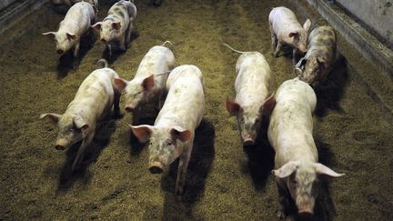 Des cochons avancent dans leur enclos au sein d'une ferme Label rouge, &agrave; Br&ucirc;lon, le 7 septembre 2014. (JEAN-FRANCOIS MONIER / AFP)