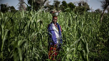 L'Institut national de recherche agronomique du Niger (INRAN) crée, par croisements, de nouvelles variétés de céréales et de légumes qui résistent mieux à la sécheresse. "On peut facilement doubler, sinon tripler les récoltes", détaille Salami Issoufou, coordinateur de l'Unité semencière de l'INRAN. Aujourd'hui, des dizaines de variétés de mil, de sorgho ou de niébé améliorés sont commercialisés dans le pays. (LUIS TATO/FAO/AFP)