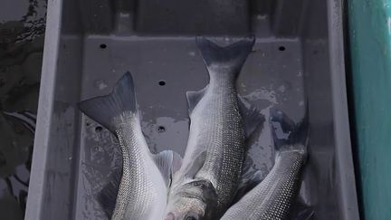 Le Conseil européen a décidé de réduire les quotas pour les poissons plats. À Noirmoutier (Vendée), les pêcheurs déplorent cette nouvelle disposition qui concerne les soles, l'espèce de poisson qui leur rapporte le plus de gain. (France 2)