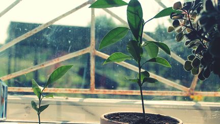 C'est le bon moment pour rentrer vos plantes d'intérieur (TAMARA PLATONOV / EYEEM / GETTY IMAGES)