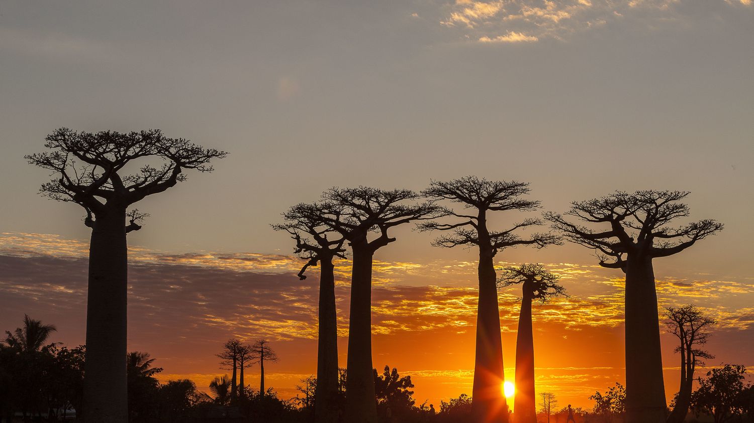 Des Chercheurs Alertent Sur La Mort De Certains Des Plus Vieux Baobabs ...