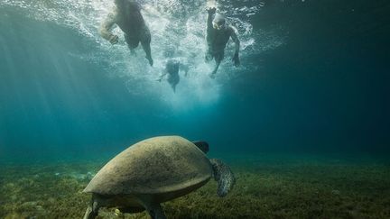 Photographe professionnel depuis qu'il a 21 ans. A 35 ans, il a notamment travaillé pour le quotidien israélien de Tel Aviv, «Yediot Aharonot», sur le sport et l'actualité. Indépendant aujourd'hui, il continue ses collaborations avec le journal en tant qu'éditeur photo. Il s’est spécialisé dans la photographie sous-marine. (Gilad Kavalerchik)