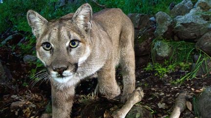 Un puma tranquilisé et capturé dans une ville californienne