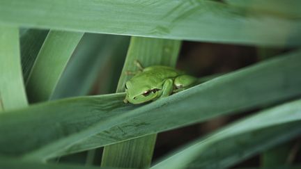 En période de reproduction, les grenouilles peuvent s'avérer extrêmement bruyantes pour le voisinage (illustration). (LAURENCE MOUTON / MAXPPP)