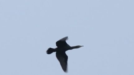 Cormorans : une espèce protégée qui pose problème