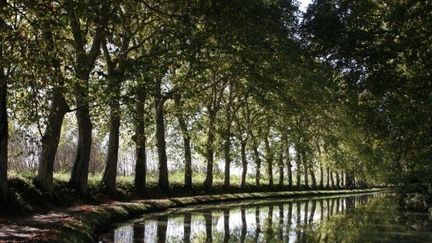 Des platanes en bonne santé sur les bords du Canal du Midi. (Photononstop-Jacques Loic)