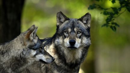 En Europe le statut d'espèce protégée pour le loup est peu à peu remis en cause. Photo d'illustration (ALEXANDRE MARCHI / MAXPPP)