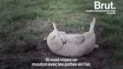 Un mouton allongé sur le dos, c'est un mouton en danger de mort. Ce vétérinaire flamand nous montre les gestes à effectuer pour le sauver.