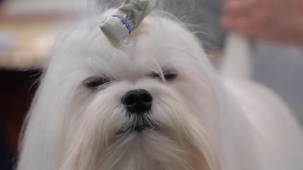 Hommage, dimanche 13 mars, à la passion canine britannique avec le plus grand concours au monde. 27 000 participants s’affrontent lors d’épreuves insolites. (FRANCE 2)