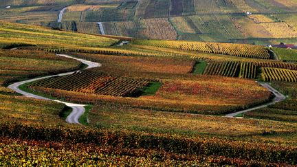 Des vignes de champagne près de Reims (Marne), le 25 octobre 2019 (photo d’illustration). (FRANCOIS NASCIMBENI / AFP)