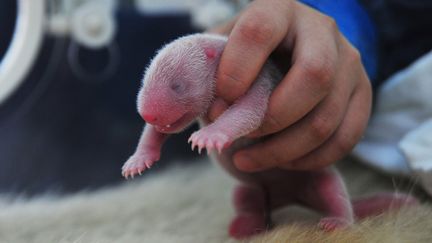 Xi Mei a pr&eacute;c&eacute;demment donn&eacute; naissance &agrave; des pandas jumeaux en 2005 et 2006. En 2009, elle a donn&eacute; naissance &agrave; un seul panda. (HENG YI / EPA / MAXPPP)