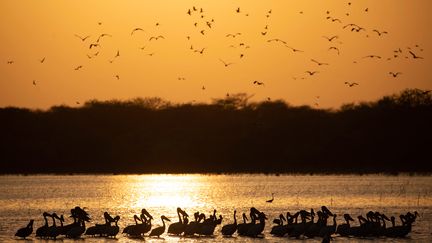 &nbsp;Le parc national Dinder au Soudan, le 6 avril 2021 (ABDULMONAM EASSA / AFP)