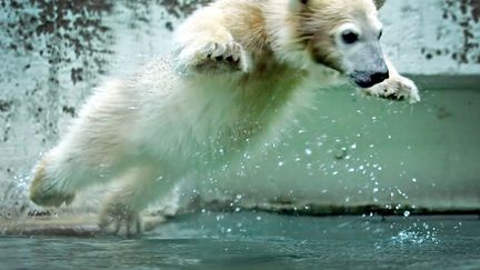 Anori, le mignon ourson blanc du zoo de Wuppertal&nbsp;(Allemagne) s'amuse dans son bassin, le 6 juin 2012. (DPA / AFP)