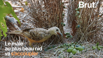 brut : oiseaux jardiniers