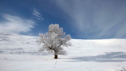 Il neige aussi en Alg&eacute;rie, &agrave; M&eacute;d&eacute;a &agrave; 80 km d'Alger, le 14 f&eacute;vrier 2012. (REUTERS)