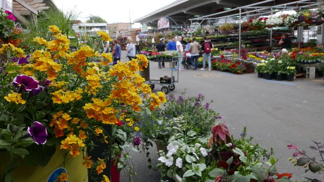 &nbsp; (Explosion de couleurs et de senteurs au marché Jean-Talon © E Langlois)