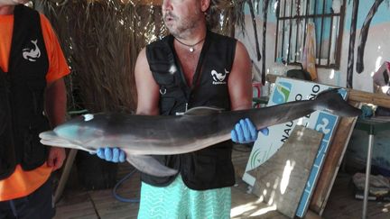 Une photo prise par l'ONG de protection des cétacés Equinac montre un bébé dauphin mort après avoir été approché par des baigneurs, le 12 août 2017 à Mojacar (Espagne). (HO / EQUINAC)