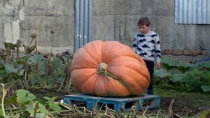 Manche : à la découverte du potager aux légumes géants