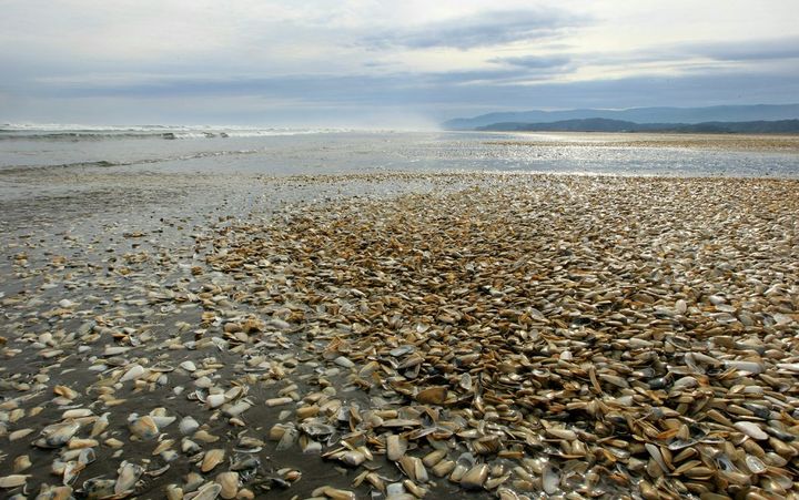 Coquillages morts sur une plage de l'île chilienne de Chiloe (AFP/ Alvaro Vidal)