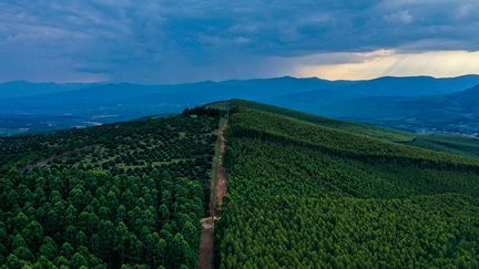 En Afrique du Sud, la plupart des plantations d’avocatiers se situent dans le Limpopo, une province située à l’extrême nord du pays. Une grande partie est exportée vers les Etats-Unis et l’Europe, où les consommateurs apprécient de plus en plus d’avoir à leur menu ces avocats riches en nutriments.&nbsp; &nbsp;&nbsp; (GUILLEM SARTORIO / AFP)