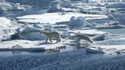 Ours femelle suivie de son ourson, sur la banquise arctique. (DELPHINE AURES / GAMMA-RAPHO / GETTY IMAGES)