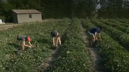 Cavaillon : la récolte du melon a commencé