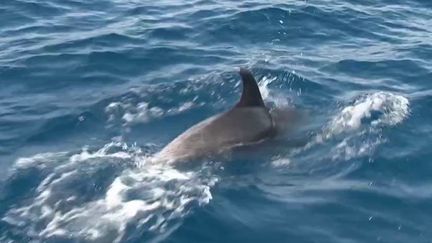 Camargue : à la rencontre des dauphins près du Grau-du-Roi (France 2)