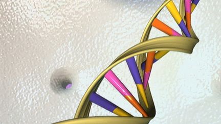 CRISPR-Cas9 : les "ciseaux génétiques" sont-ils sans risque ?