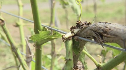 Intempéries : les vignobles durement touchés par la grêle