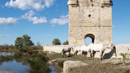 &nbsp; (La Camargue © C.Neveu)