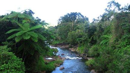 La forêt de Daintree, en Australie, fait partie du territoire rendu à la communauté aborigène des Eastern Kuku Yalanji. (THIERRY SUZAN / MAXPPP)