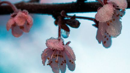 Des fleurs de prunier gelées (illustration). (JENS BUETTNER / DPA)