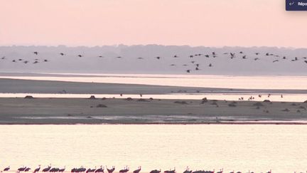 Nature : les grues cendrées font escale au lac du Der