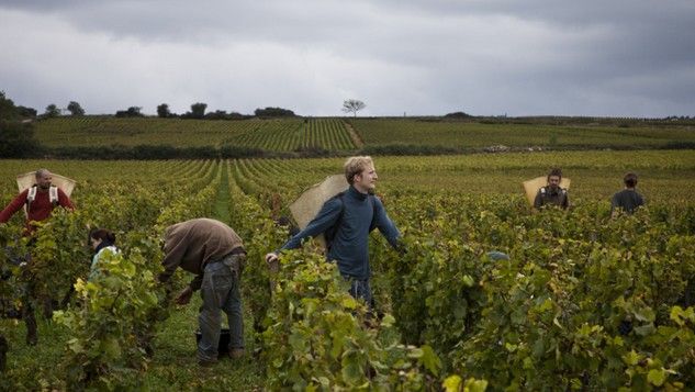 &nbsp; (Jour de vendange à Meursault sur les "Champs-Elysées de la Bourgogne, au domaine des Comtes Lafon où est cultivé le Chardonnay © Géo / Stéphane Lagoutte)