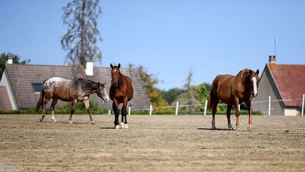 Des chevaux du ranch de l'Espoir, à Villefranche-Saint-Phal (Yonne), le 21 septembre 2020. (MAXPPP)