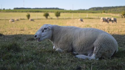 Une brebis dans un champ&nbsp;à Mesnières-en-Bray (Seine-Maritime), le 21 juillet 2020. (VICTOR VASSEUR / RADIO FRANCE)