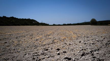 Un champ arride à&nbsp;Grignan (Drôme), le 19 juin 2022. (OLIVIER CHASSIGNOLE / AFP)