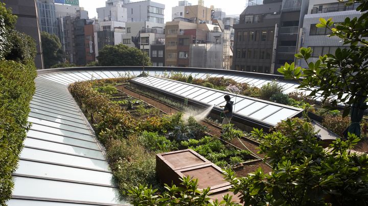 Des l&eacute;gumes cultiv&eacute;s sur le toit d'un b&acirc;timent &agrave; Tokyo (Japon). (GEORG FISCHER / BILDERBERG / AFP)