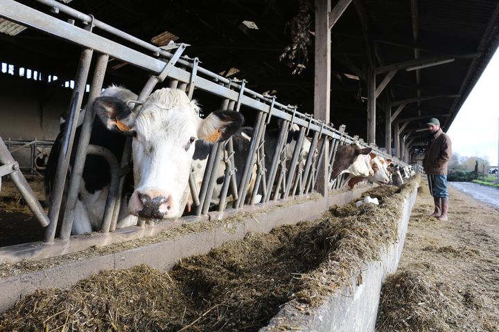 Christophe Gosselin devant son &eacute;table de&nbsp;vaches laiti&egrave;res, &agrave; Fervaches (Manche) le 11 f&eacute;vrier 2016. (BENOIT ZAGDOUN / FRANCETV INFO)