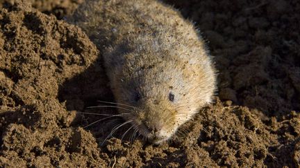 Un campagnol terrestre (Arvicola terrestris). (THIERRY ZOCCOLAN / AFP)