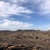 Il ne reste pas grand chose des forêts brûlées l'an passé à Hostens, en Gironde. (THEO UHART / FRANCEINFO)