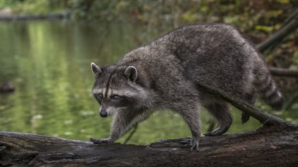 Un raton laveur en&nbsp;Colombie-Britannique (Canada). (MERIL DAREES / BIOSPHOTO / AFP)