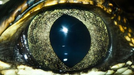 Un crocodile de Johnston. (JOEL SARTORE / NATIONAL GEOGRAPHIC / CATERS NEWS AGENCY / SIPA)