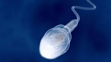 Mod&eacute;lisation d'un spermatozo&iuml;de humain. (JUAN GARTNER / SCIENCE PHOTO LIBRARY RF / GETTY IMAGES)