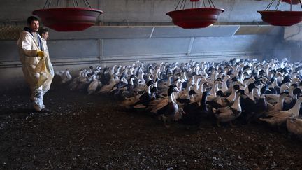 Des éleveurs sortent leurs canards dans une ferme de Belloc-Saint-Clamens (Gers), le 6 janvier 2017. (REMY GABALDA / AFP)