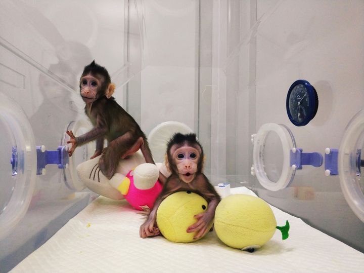 Agés respectivement de 8 et 6 semaines, les deux bébés singes&nbsp;Zhong Zhong et&nbsp;Hua Hua, sont identiques grâce à une technique de clonage déjà utilisé pour la célèbre brebis Dolly il y a plus de 20 ans.&nbsp; (AFP / CHINESE ACADEMY OF SCIENCES)