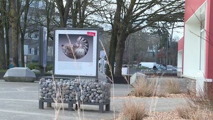 Le château musée de Dieppe expose une trentaine de photographies d'œuvres dans ses rues. (France 3 Normandie)