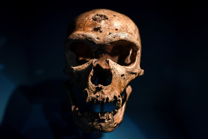 Un crâne présenté au Musée de l'Homme dans le cadre de l'exposition "Néanderthal", entièrement gratuite pour l'occasion.
 (STEPHANE DE SAKUTIN / AFP)