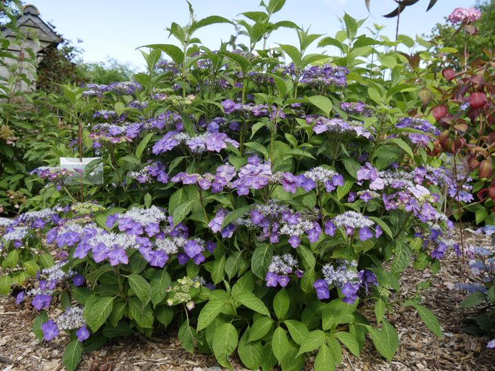 Hydrangea serrata&nbsp;'Yoi no hoshi'. Malgré son nom compliqué, il est très facile à vivre ! (ISABELLE MORAND / RADIO FRANCE / FRANCE INFO)